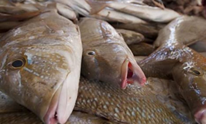 Photo of إنخفاض كبير في سعر الأسماك اليوم