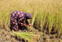 Photo of مجلس الوزراء يوافق على تخفيض غرامات زراعة الأرز بنسب محددة طبقاً بأسبقية السداد