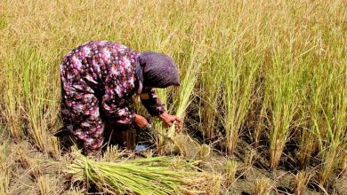 Photo of مجلس الوزراء يوافق على تخفيض غرامات زراعة الأرز بنسب محددة طبقاً بأسبقية السداد
