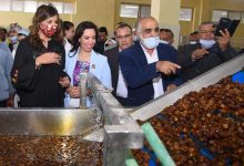 Photo of وزيرة الهجرة: مزارع ومصانع التمور توفر فرص عمل آمنة للشباب المصري  