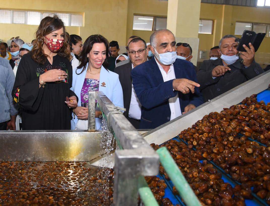 وزيرة الهجرة: مزارع ومصانع التمور توفر فرص عمل آمنة للشباب المصري