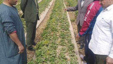Photo of جامعة بنها تنظم قافلة زراعية بقرية الدير بطوخ