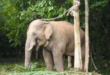 Photo of “فيل” بري يتعرف على بيطري عالجه قبل 12 عاما
