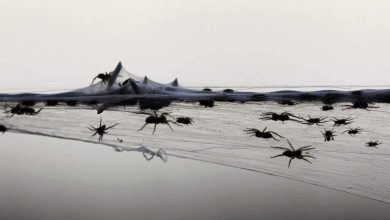 Photo of هجوم العناكب والثعابين جراء فيضان يجبر 18 ألفا يفرون من مساكنهم بإستراليا