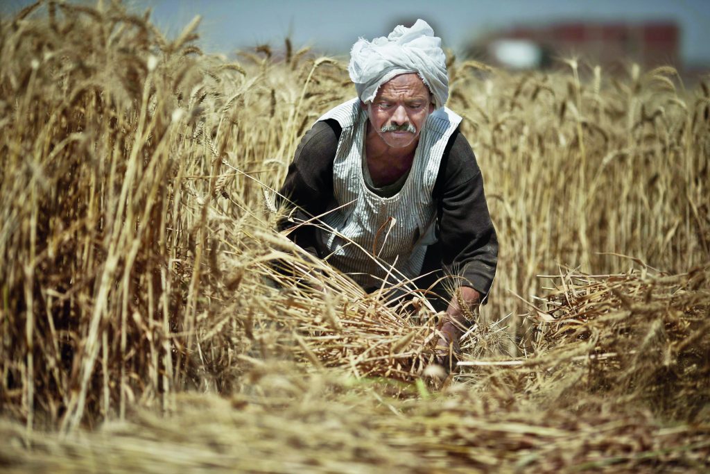 محافظ القليوبية: استلام أكثر من 45000 طن قمح منذ انطلاق موسم التوريد 2020/2021 
