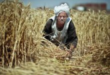 Photo of محافظ القليوبية: استلام أكثر من 45000 طن قمح منذ انطلاق موسم التوريد 2020/2021 