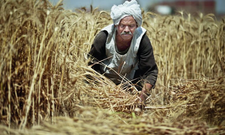 Photo of محافظ القليوبية: استلام أكثر من 45000 طن قمح منذ انطلاق موسم التوريد 2020/2021 