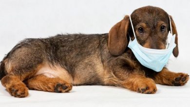 Photo of “العلماء” العثور على نوع جديد من فيروس كورونا المستجد في الكلاب