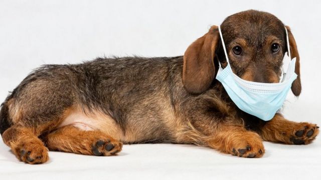 "العلماء" العثور على نوع جديد من فيروس كورونا المستجد في الكلاب
