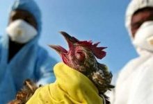 Photo of اكتشاف بؤرة لإنفلونزا الطيور في المنوفية.