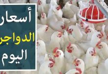 Photo of أسعار الدواجن اليوم في مصر