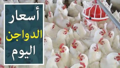 Photo of أسعار الدواجن اليوم في مصر