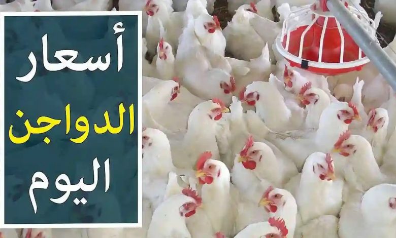 Photo of أسعار الدواجن اليوم في مصر