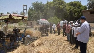 Photo of توريد أكثر من 77 ألف طن قمح لشون وصوامع أسيوط