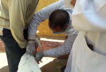 Photo of جامعة بنها تنظم قوافل بيطرية بقرى شبين القناطر
