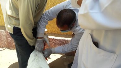 Photo of جامعة بنها تنظم قوافل بيطرية بقرى شبين القناطر