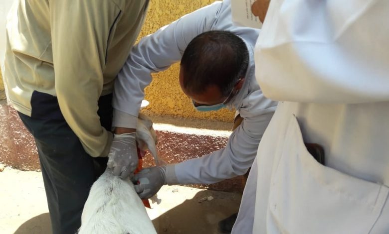 Photo of جامعة بنها تنظم قوافل بيطرية بقرى شبين القناطر