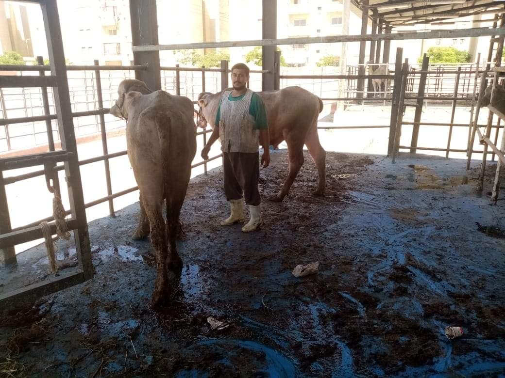 إعدام كبدة 7 أضاحي ورفض 5 ذبائح ضأن علي مستوى المحافظة..(التفاصيل)