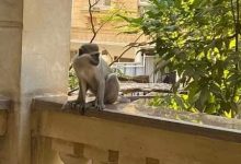 Photo of محافظة الجيزة توضح حقيقة هجوم القردة على حدائق الأهرام