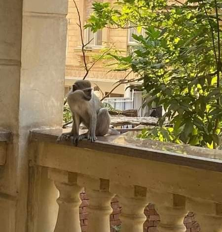 Photo of محافظة الجيزة توضح حقيقة هجوم القردة على حدائق الأهرام