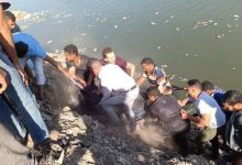 Photo of انتشال جثة غريق مجهولة الهوية بمياه الرياح التوفيقي بالقليوبية