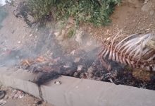 Photo of بالصور.. ري القليوبية يعاقب أهالي قرية ورورة بسبب أشجار عمرها ربع قرن