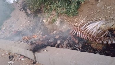Photo of بالصور.. ري القليوبية يعاقب أهالي قرية ورورة بسبب أشجار عمرها ربع قرن