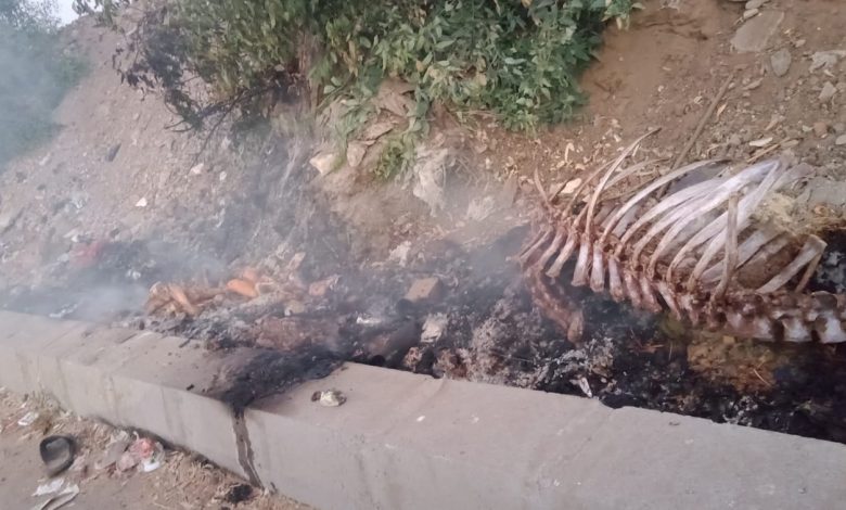 Photo of بالصور.. ري القليوبية يعاقب أهالي قرية ورورة بسبب أشجار عمرها ربع قرن