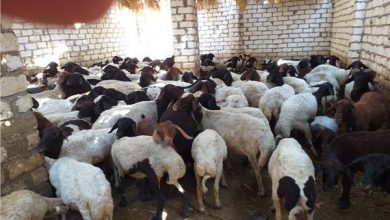 Photo of حفاظا على الثروة الحيوانية بالقليوبية بدء الحملة القومية للتحصين ضد مرض طاعون المجترات الصغيرة.. السبت