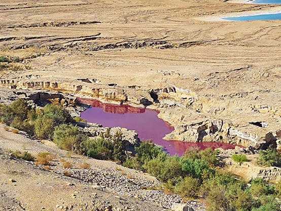 صرحت الأمينة العامة لسلطة وادي الأردن " منار محاسنة " ،عن سر المياه الحمراء بالبحر الميت ، وقالت أن نتائج الفحوصات التي تم إجرائها علي المياه الحمراء التي ظهرت بالبحر الميت ، أظهرت أن سبب تلون المياه يرجع لمادة " المنجنيز" ، والتي تواجدت بكميات كبيرة . وأضافت "محاسنة" أن المادة لا تشكل أيه خطورة ، كان سكان محافظة الكرم بالأردن ، تفاجئوا قبل اسبوعين بظهور برك حمراء بالقرب من البحر الميت . وأكد الناطق بإسم وزارة المياه الأردنية "عمر سلامة" ، أن البركة معزولة عن البحر الميت ولا تصب فيه .