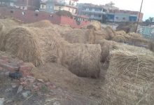 Photo of رئيس الجمعية الزراعية بطحا المرج يكشف عن أهمية قش الأرز وتعدد استخدامه