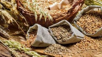 Photo of 943,3 ألف طن رصيد مخزون القمح بالشون والمخازن بنهاية 2019 /2020