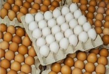 Photo of إنخفاض في أسعار البيض بالمزارع المصرية اليوم