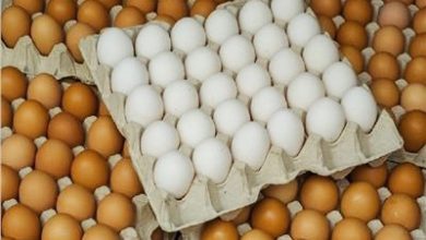 Photo of إنخفاض في أسعار البيض بالمزارع المصرية اليوم
