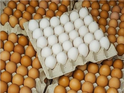 انخفضت أسعار البيض ، اليوم الإثنين ، في المزارع حيث سجل سعر طبق البيض الأحمر 40.5 جنيها بالمزرعة ويصل السعر للمستهلك 43 جنيها حسب المنطقة. وسجل سعر طبق البيض الأبيض بالمزرعة حوالى 35 جنيها في المزرعة في حين يتراوح سعره للمستهلك 37 جنيها للمستهلك. أما سعر طبق البيض البلدي في المزرعة سجل حوالي 42.5 جنيها و يباع بسعر 44 جنيها للمستهلك. وتم الوصول لإتفاق بين وزارة الزراعة والإتحاد العام لمنتجي الدواجن على توريد البيض بأسعار مخفضة في المنافذ التابعة لوزارتي الزراعة والتموين المنتشرة على مستوى الجمهورية وذلك بالتعاون مع الصندوق المركزي ، لتنمية الثروة الحيوانية واتحاد منتجي الدواجن والهيئة العامة للإصلاح الزراعي وقطاع الإنتاج بالوزارة وكانت قد أولت الدولة قطاع الدواجن اهتماماً كبيراً نظراً ، لأنه من القطاعات الإستراتيجية الناجحة والتي تحقق حاليا الإكتفاء الذاتي من الدواجن والبيض ، حيث تنتج مصر حوالي 1.4 مليار طائر و14 مليار بيضة سنوياً ويعمل فيها أكثر من 3 مليون مواطن واستثماراتها تجاوزت 100 مليار جنيه. كما تم تخصيص 9 مناطق جديدة للاستثمار الداجني بإجمالي 19 ألف فدان بالمناطق الصحرواية في 4 محافظات ، وتم إنهاء كافة إجراءات ترخيصها وكذلك 13 منطقة أخرى تابعة لهيئة التعمير والتنمية الزراعية تم تخصيصها للاستثمار الداجني والحيواني. بجانب بحث آليات تفعيل الزراعات التعاقدية في محصولي فول الصويا والذرة الصفراء ، من أجل توفير مدخلات الأعلاف لضبط الأسعار وتقليل فاتورة الاستيراد.