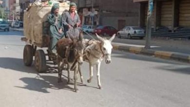 Photo of نرصد تفاصيل انتهاك براءة أطفال الشوارع ببنها