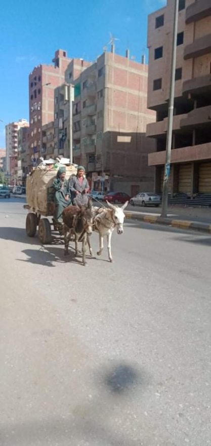 ضاعت براءتهم و شوهت طفولتهم و تاهت معالم مستقبلهم ، بعد ان تركهم المجتمع فريسة للشارع ينتهك ما تبقي من طفولتهم التي تاهت بين صناديق القمامه و تلال المخلفات واللهث جريا وراء من يحن عليهم و يلقي لهم بالفتات في شوارع مليئة بكل الموبقات و المخلفات والإنسانية والاجتماعية والأخلاقيه. ذلك هو حال أطفال الشوارع في مدينة بنها بل وفي محافظة القليوبية والذين لا يعرفون معني لقوانين حمايه الطفل ولا يعترفون بمسميات المجلس القومي للأمومة والطفولة ، ولا يعرفون سوي القهر والظلم والإجبار علي جمع القمامه والتسول. لسان حال هؤلاء الأطفال الذين انتزعت من قلوبهم و عقولهم كافه معاني البراءة خلال سعيهم داخل شوارع مقتظه بسيارات و إناس لا يعرف الكثيرون منهم معني الرحمه و يتفننون في إذلال هؤلاء الذين فقدوا حقهم في الحياة وفي الحياه الكريمه وفي التعليم وفي الرعاية الصحية. طالب العشرات من المهتمين بشأن أطفال الشوارع ببحث حالاتهم ، و إيداعهم في دور رعاية واتخاذ إجراءات قانونية حيال الآباء والأمهات الذين يجبرون أبنائهم علي التسول وجمع القمامة.