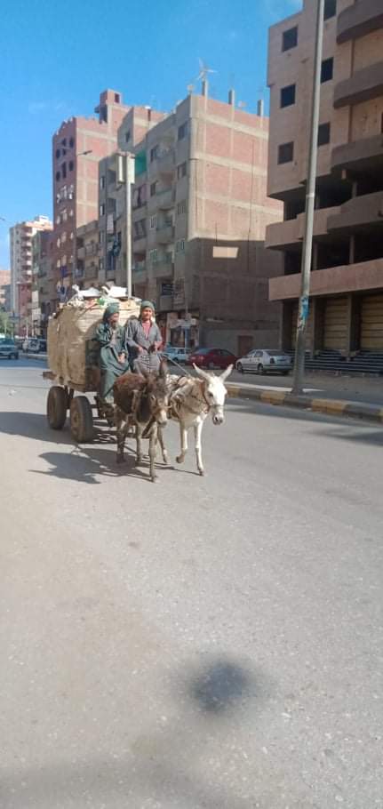 ضاعت براءتهم و شوهت طفولتهم و تاهت معالم مستقبلهم ، بعد ان تركهم المجتمع فريسة للشارع ينتهك ما تبقي من طفولتهم التي تاهت بين صناديق القمامه و تلال المخلفات واللهث جريا وراء من يحن عليهم و يلقي لهم بالفتات في شوارع مليئة بكل الموبقات و المخلفات والإنسانية والاجتماعية والأخلاقيه. ذلك هو حال أطفال الشوارع في مدينة بنها بل وفي محافظة القليوبية والذين لا يعرفون معني لقوانين حمايه الطفل ولا يعترفون بمسميات المجلس القومي للأمومة والطفولة ، ولا يعرفون سوي القهر والظلم والإجبار علي جمع القمامه والتسول. لسان حال هؤلاء الأطفال الذين انتزعت من قلوبهم و عقولهم كافه معاني البراءة خلال سعيهم داخل شوارع مقتظه بسيارات و إناس لا يعرف الكثيرون منهم معني الرحمه و يتفننون في إذلال هؤلاء الذين فقدوا حقهم في الحياة وفي الحياه الكريمه وفي التعليم وفي الرعاية الصحية. طالب العشرات من المهتمين بشأن أطفال الشوارع ببحث حالاتهم ، و إيداعهم في دور رعاية واتخاذ إجراءات قانونية حيال الآباء والأمهات الذين يجبرون أبنائهم علي التسول وجمع القمامة.