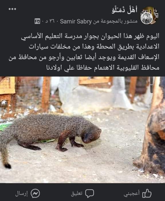 بعد ظهور حيوانات مخيفة.. أهالي قرية دملو يستغيثون بمحافظ القليوبية.."انقذوا أولادنا"
