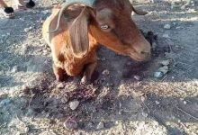 Photo of قطع ساقيها بلا رحمة.. محامية تنوب “المعزة” للدفاع عنها في دولة عربية.. (تفاصيل)
