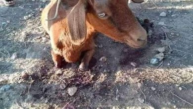 Photo of قطع ساقيها بلا رحمة.. محامية تنوب “المعزة” للدفاع عنها في دولة عربية.. (تفاصيل)