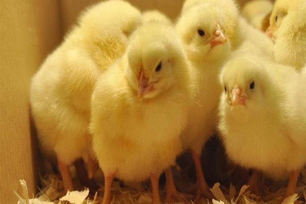 أثارت تصريحات تامر أباظة، مستشار رئيس مجلس إدارة الغرفة التجارية لقطاع الدواجن في محافظة دمياط، بشأن إضافة 50 كتكوت لكل مواطن على البطاقات التموينية، جدلا واسعا على مواقع التواصل الاجتماعي. وأشار «أباظة» إلى وجود مقترح بشأن صرف كتاكيت على بطاقات التموين للمواطنين، موضحا «تقوم وزارتا التموين والزراعة بالتنسيق فيما بينهما بصرف على سبيل المثال 50 كتكوتا لكل مواطن منتفع بالتموين، لتربيتها والاستفادة منها». وأوضح: «يجب على الدولة، التفكير خارج الصندوق في ظل الأزمة الحالية وارتفاع أسعار الدواجن، الهدف الرئيسي من طرح الكتاكيت هو توفير ما لا يقل عن 30 كتكوتا لكل أسرة مصرية مع التربية، والمقصود «التربية البيتى»، وسيتم الاستفادة بتلك الكتاكيت بعد تربيتها كدواجن. وفى سياق آخر أكد الدكتور عمرو مدكور، مستشار وزير التموين لنظم المعلومات والتوثيق، حقيقة صرف كتاكيت على بطاقات التموين، مضيفا: «الوزارة لم تتلق أي مقترحات بهذا الشأن».