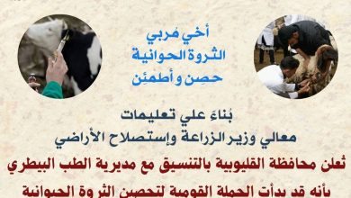 Photo of بدء إنطلاق الحملة القومية لتحصين الماشية ضد مرضي الجلد العقدى وجدرى الأغنام بجميع بالقليوبية