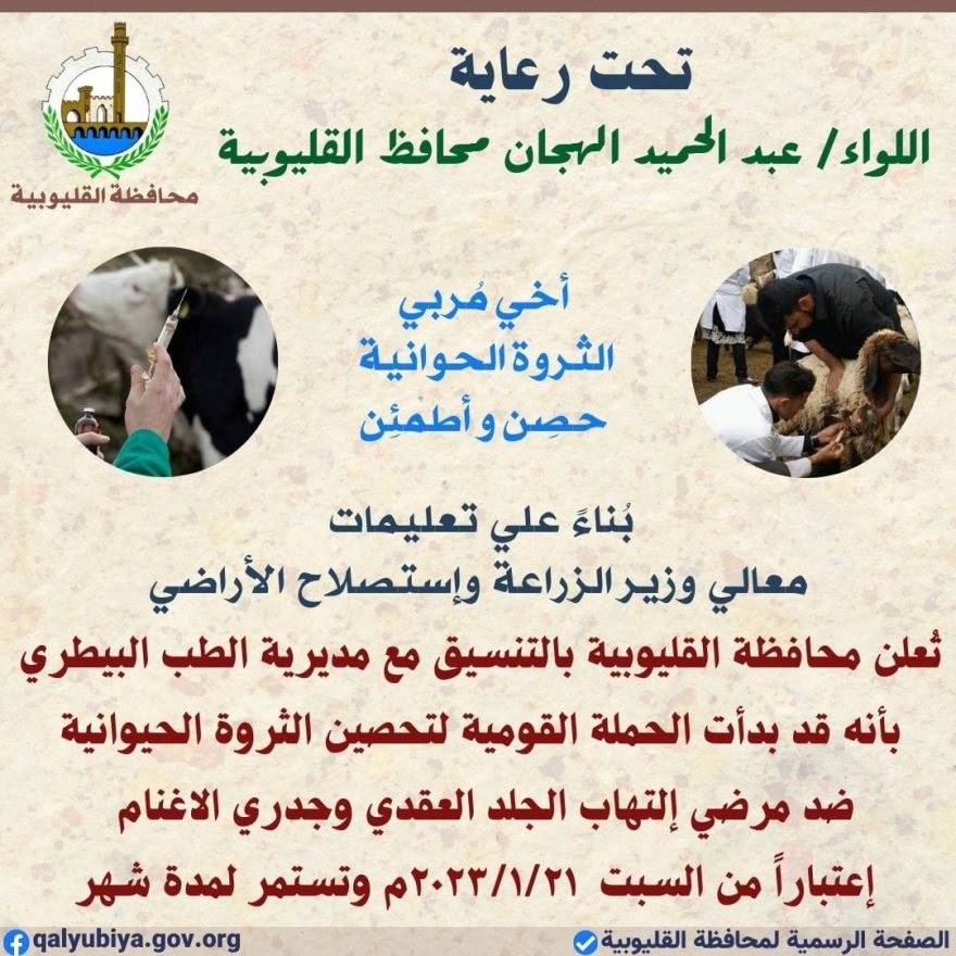 أعلنَّ عبد الحميد الهجان محافظ القليوبية، عن إنطلاق الحملة القومية لتحصين رؤوس الماشية من الأبقار والأغنام والماعز ضد مرضي