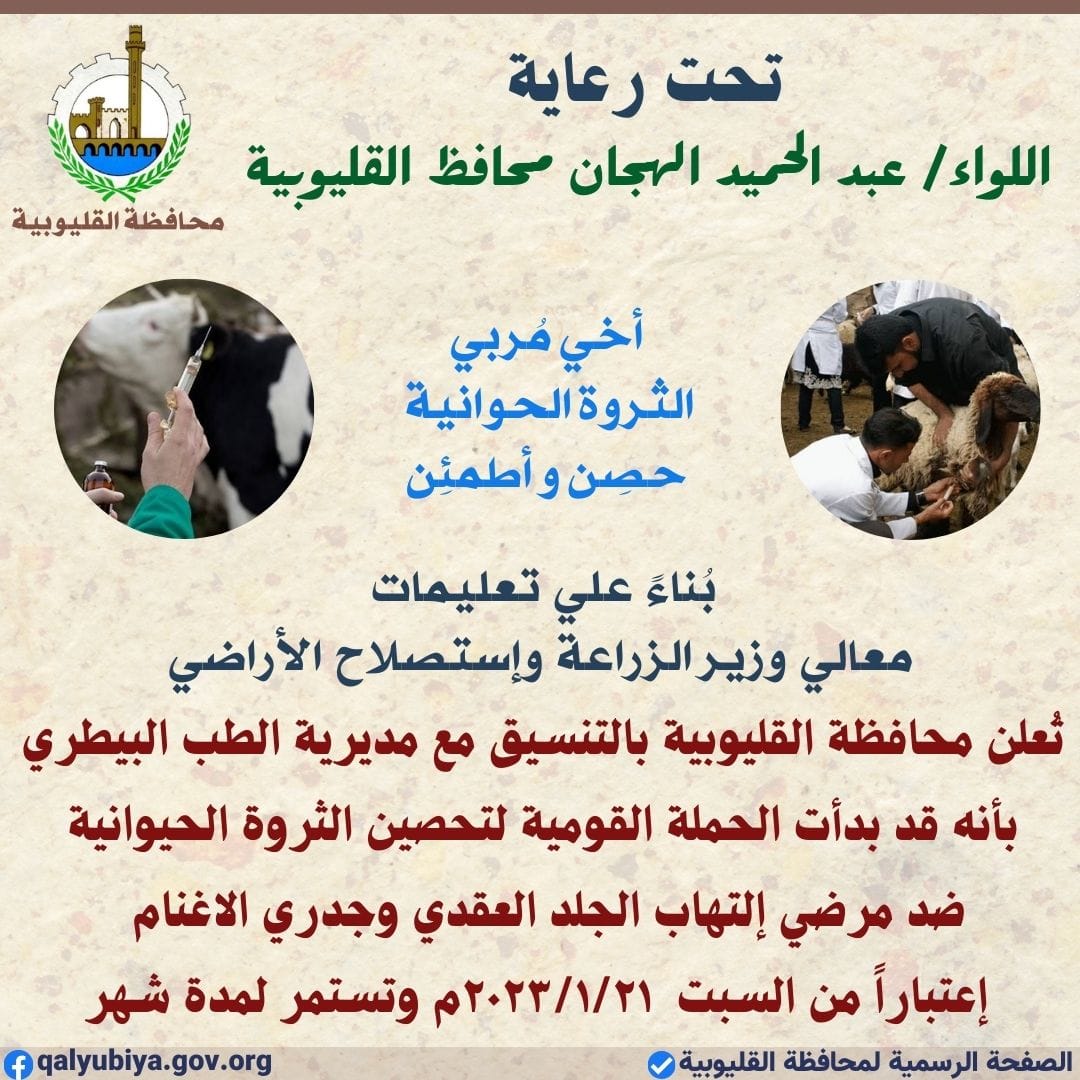 أعلنَّ عبد الحميد الهجان محافظ القليوبية، عن إنطلاق الحملة القومية لتحصين رؤوس الماشية من الأبقار والأغنام والماعز ضد مرضي