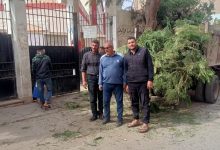 Photo of صور.. إدارة الحدائق بمجلس مدينة بنها تواصل تقليم الأشجار بالشوارع