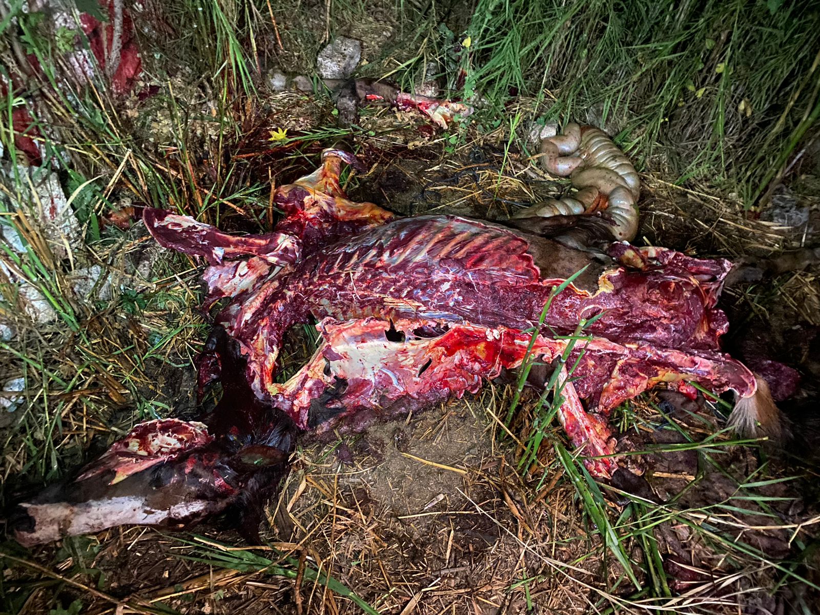 أهالى عزبة الزراعة بالقليوبية يحتجزون شخصين لقيامهما بذبح الأحصنه تمكن أهالى عزبة الزراعة التابعة لقسم بنها أول بالقليوبية من ضبط شخصين يقومان بذبح الاحصنه بأحد الأراضى الزراعية فيما تمكن اخرون من الهرب من الأهالى. وقام الأهالى باحتجاز الشخصين واستدعاء قوات الأمن بقسم بنها اول للتحفظ عليهما. وعلي الفور انتقل الرائد محمد ابو سريع رئيس المباحث والمعاونين النقيب عاطف امان، والنقيب زياد هاشم وتم ضبطهم وتحرير محضر وتولت النيابة التحقيق. بناء علي تحقيقات النيابة العامة في واقعة ذبح الاحصنة تم اخلاء سبيل المتهمين بكفالة مالية قدرها 5000 جنيها علي ذمة التحقيق والتحفظ علي بقايا لحوم الاحصنة المضبوطة