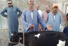 Photo of الطب البيطري بالبحيرة يكشف مفاجاة بشان البقرة المبروكة 