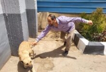 Photo of مديرية الطب البيطري بالقليوبية تواصل حملات تحصين وعلاج الكلاب الحرة بشبين القناطر